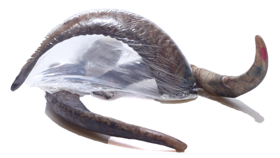 MY FRIENDS ASTA DE CABRA MONTESA TALLA L (15 UND.)